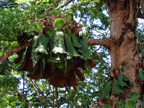Platycerium elephantotis, photograph 5