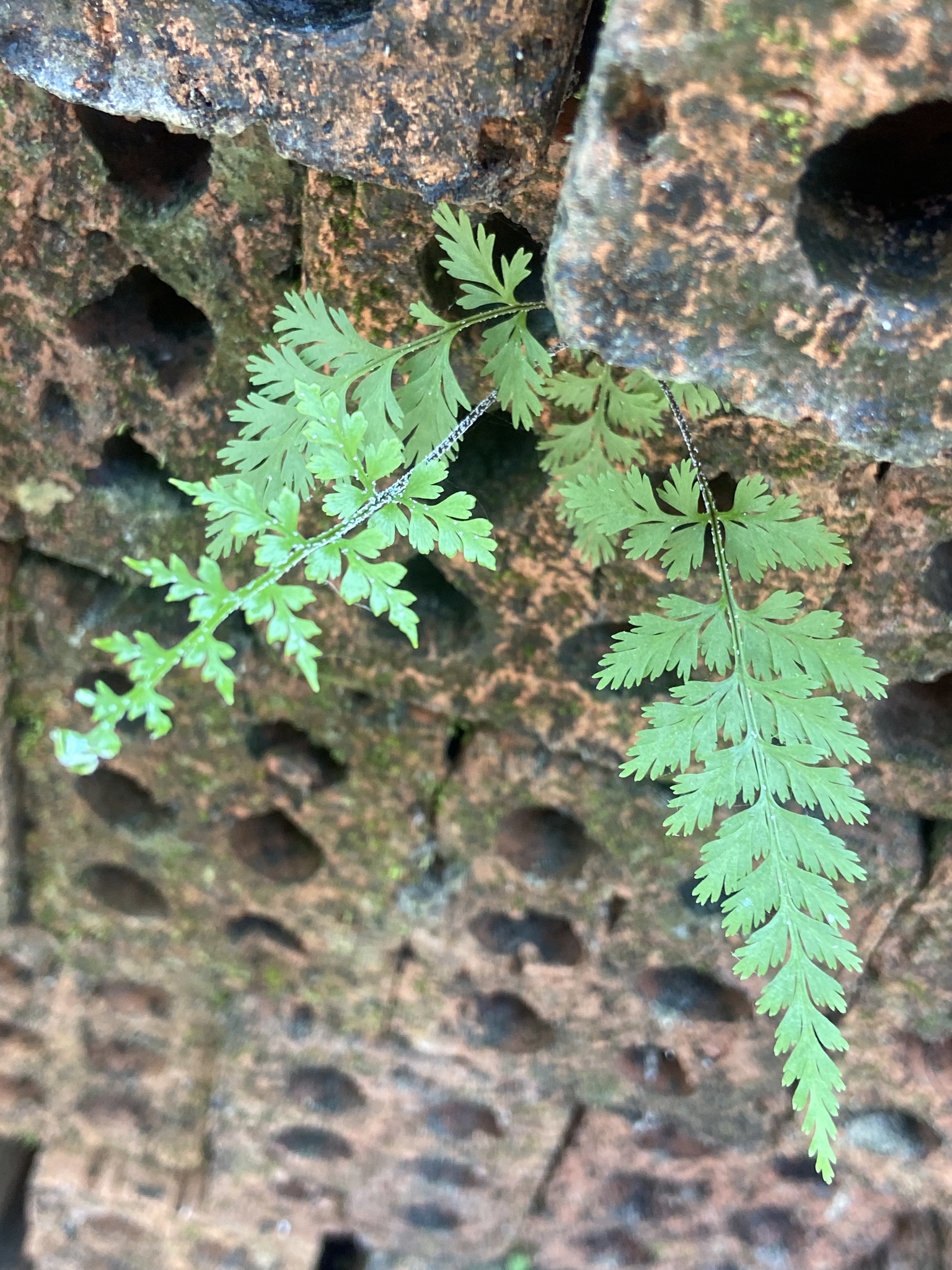 Pityrogramma calomelanos (Pityrogramma calomelanos)