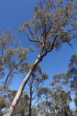 Eucalyptus microcarpa