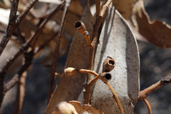 Eucalyptus microcarpa