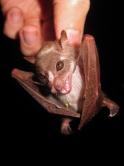 Scotonycteris bergmansi