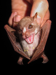 Scotonycteris bergmansi