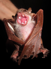 Scotonycteris bergmansi