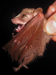 Scotonycteris bergmansi