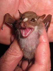 Scotonycteris bergmansi