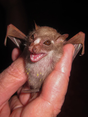 Scotonycteris bergmansi