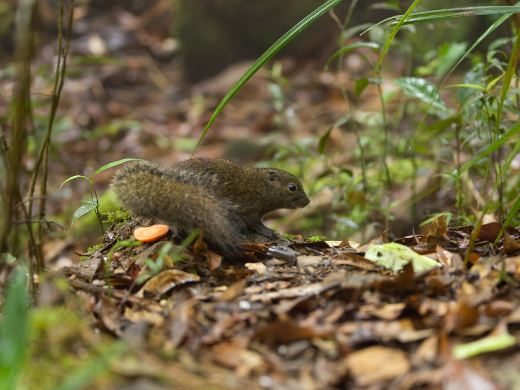 Palawan Montane Squirrel