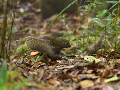 Palawan Montane Squirrel photo 1