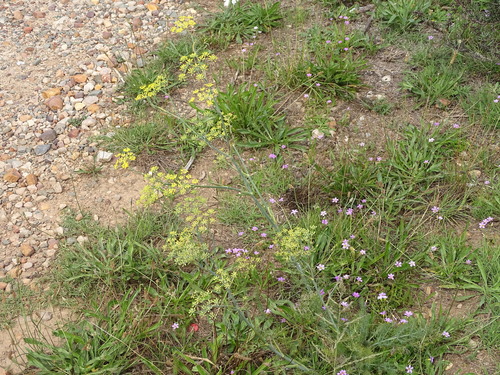 fennel (Foeniculum vulgare)