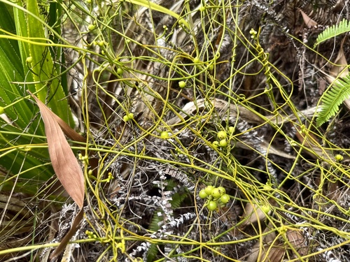 laurel dodder (Cassytha filiformis)