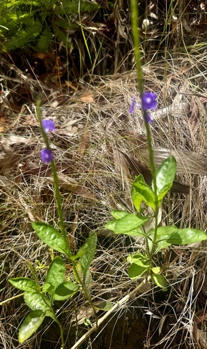 Light-Blue Snakeweed (Stachytarpheta jamaicensis)