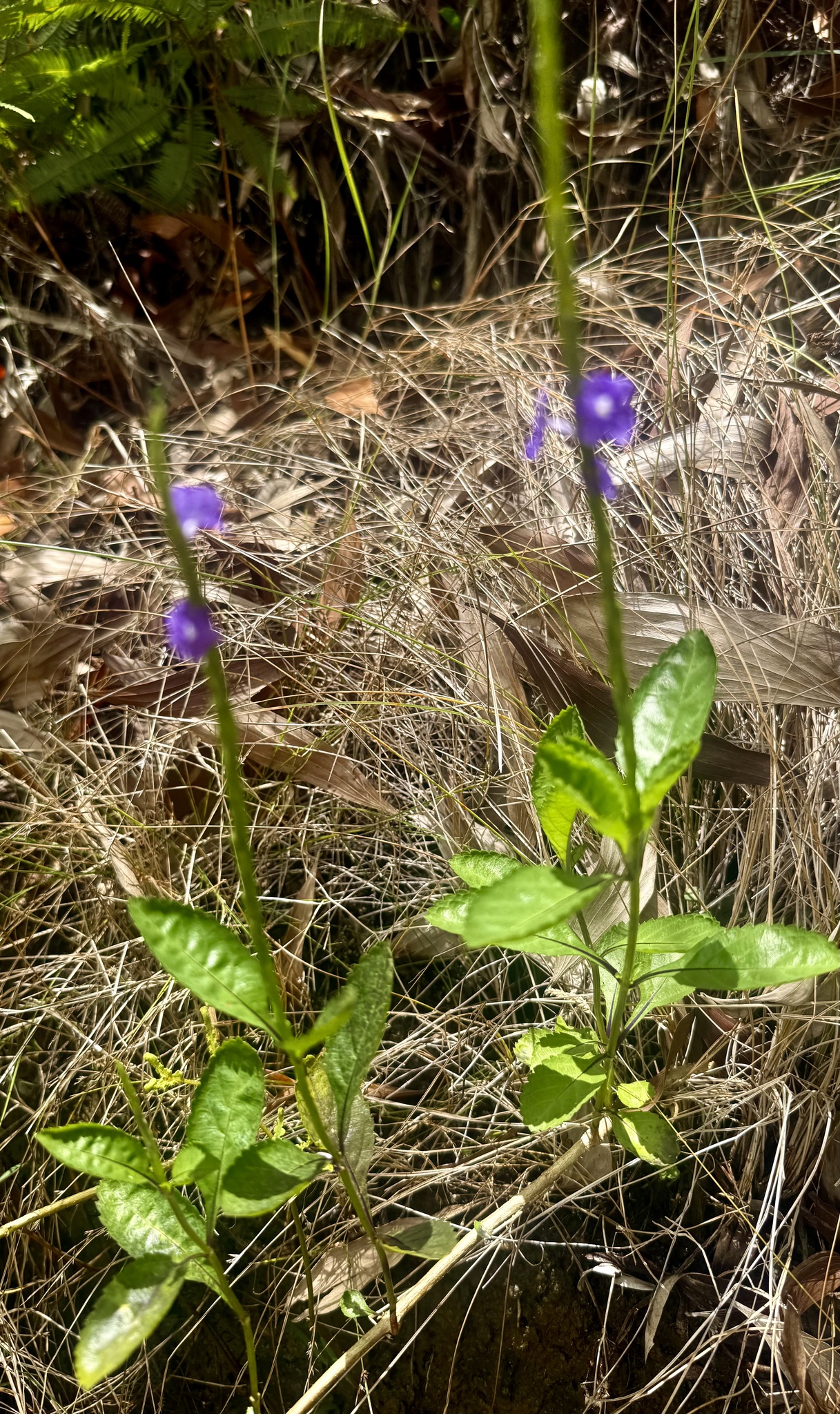 Light-Blue Snakeweed (Stachytarpheta jamaicensis)