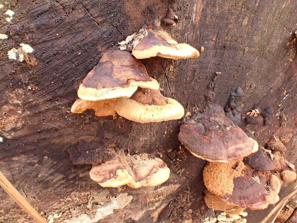 Osmoporus odoratus