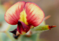 Daviesia arenaria