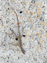 Anolis argenteolus