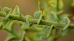 Daviesia arenaria