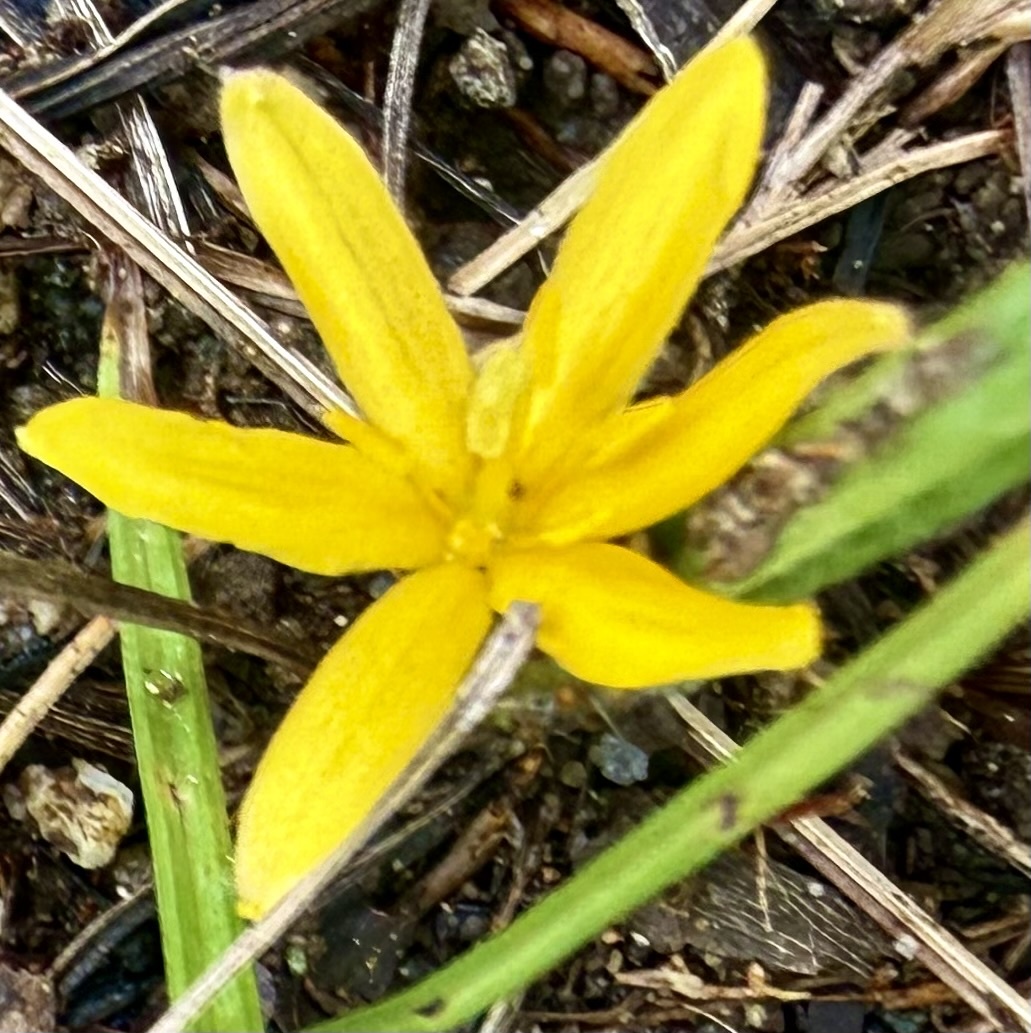 Curculigo Orchioides (Curculigo orchioides)