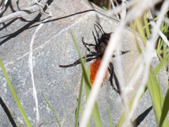 Dasymutilla magnifica