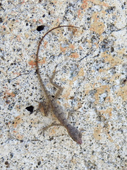 Anolis argenteolus