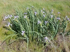 Iris longipetala