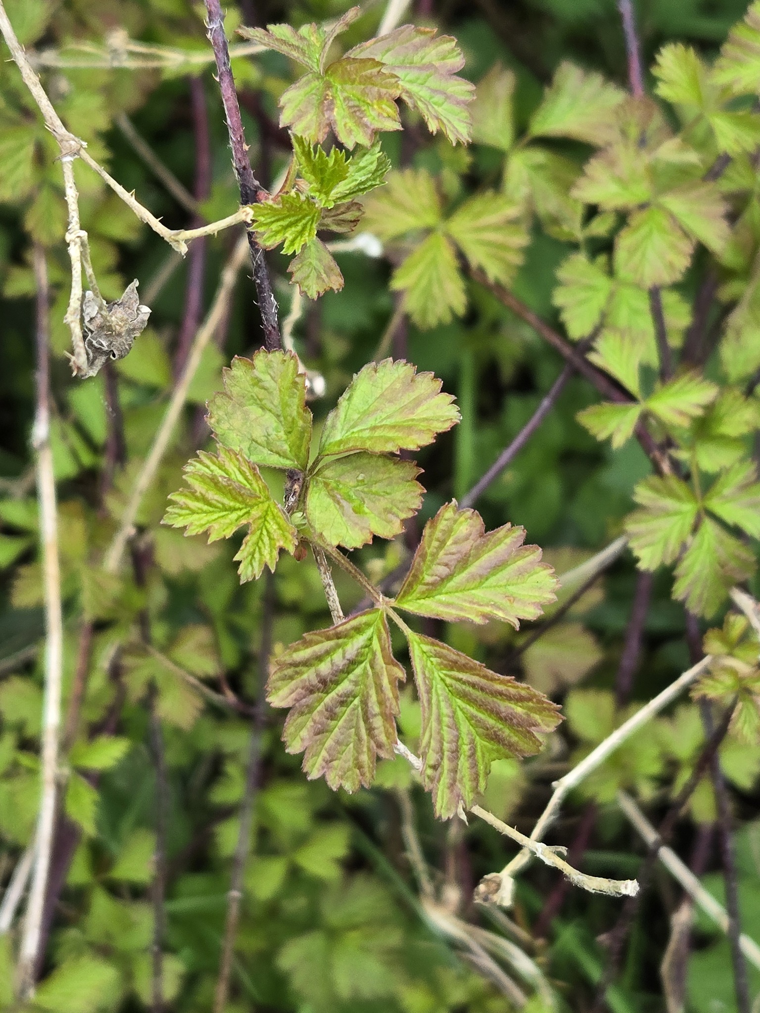 European Dewberry (Rubus caesius)