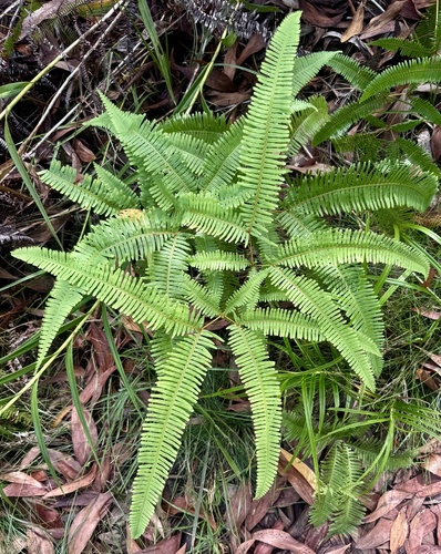 false staghorn fern (Dicranopteris linearis)