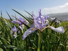 Iris longipetala