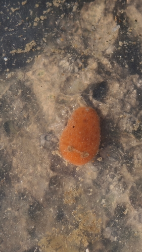 Rostanga rubra