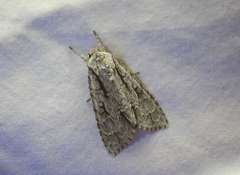 Acronicta lobeliae
