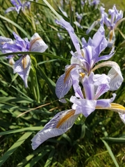 Iris longipetala