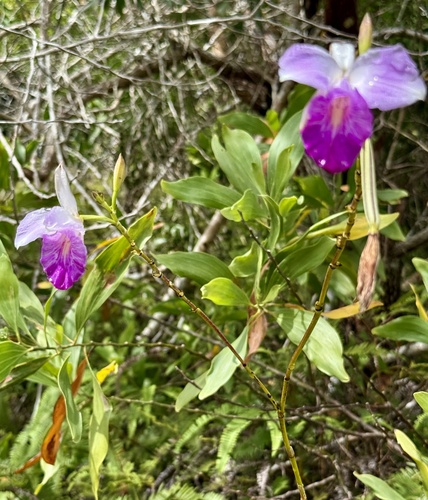 Bamboo Orchid (Arundina graminifolia)