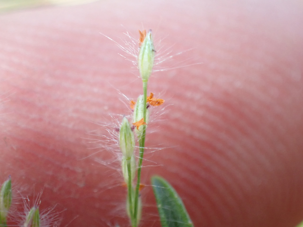 Panicum pellitum