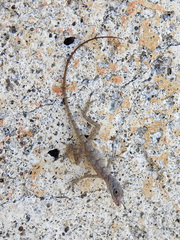 Anolis argenteolus