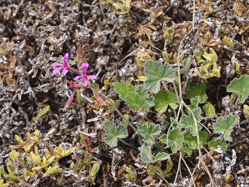 Kidney Storksbill (Pelargonium reniforme)