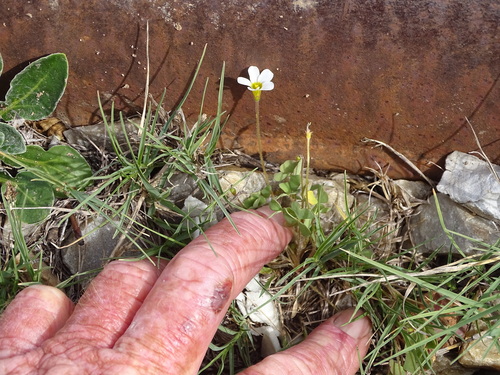 Dotted Sorrel (Oxalis punctata)
