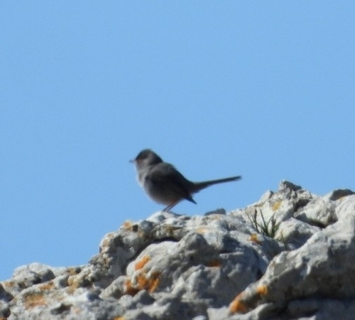 Fauvette sarde