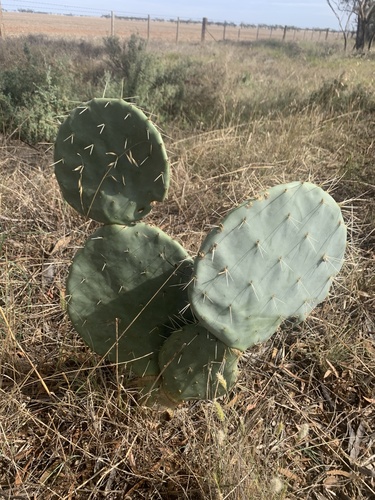 nopal tapón