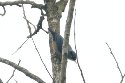 Yellow-billed Nuthatch (Sitta solangiae), photo 6