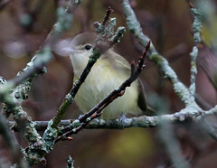 Vireo bellii