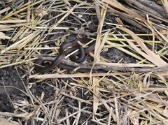 Diadophis punctatus vandenburgii