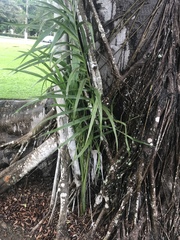 Roystonea borinquena