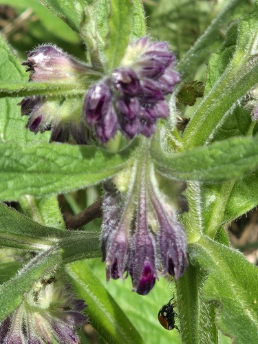 common comfrey (Symphytum officinale)