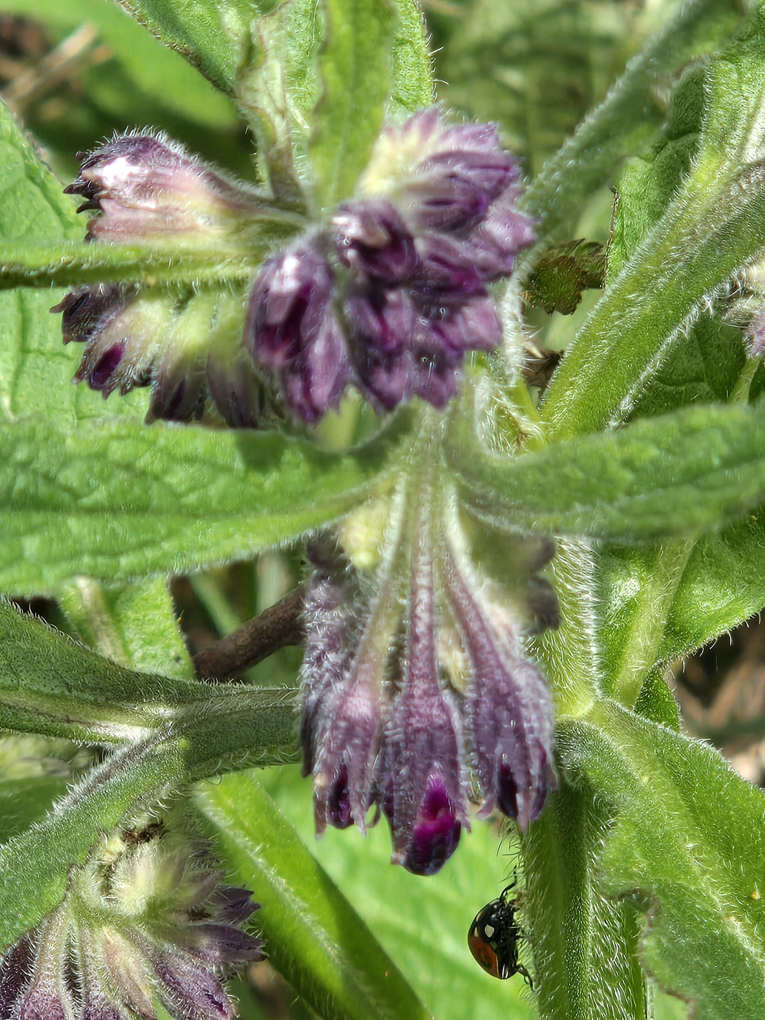 Common Comfrey (Symphytum officinale)