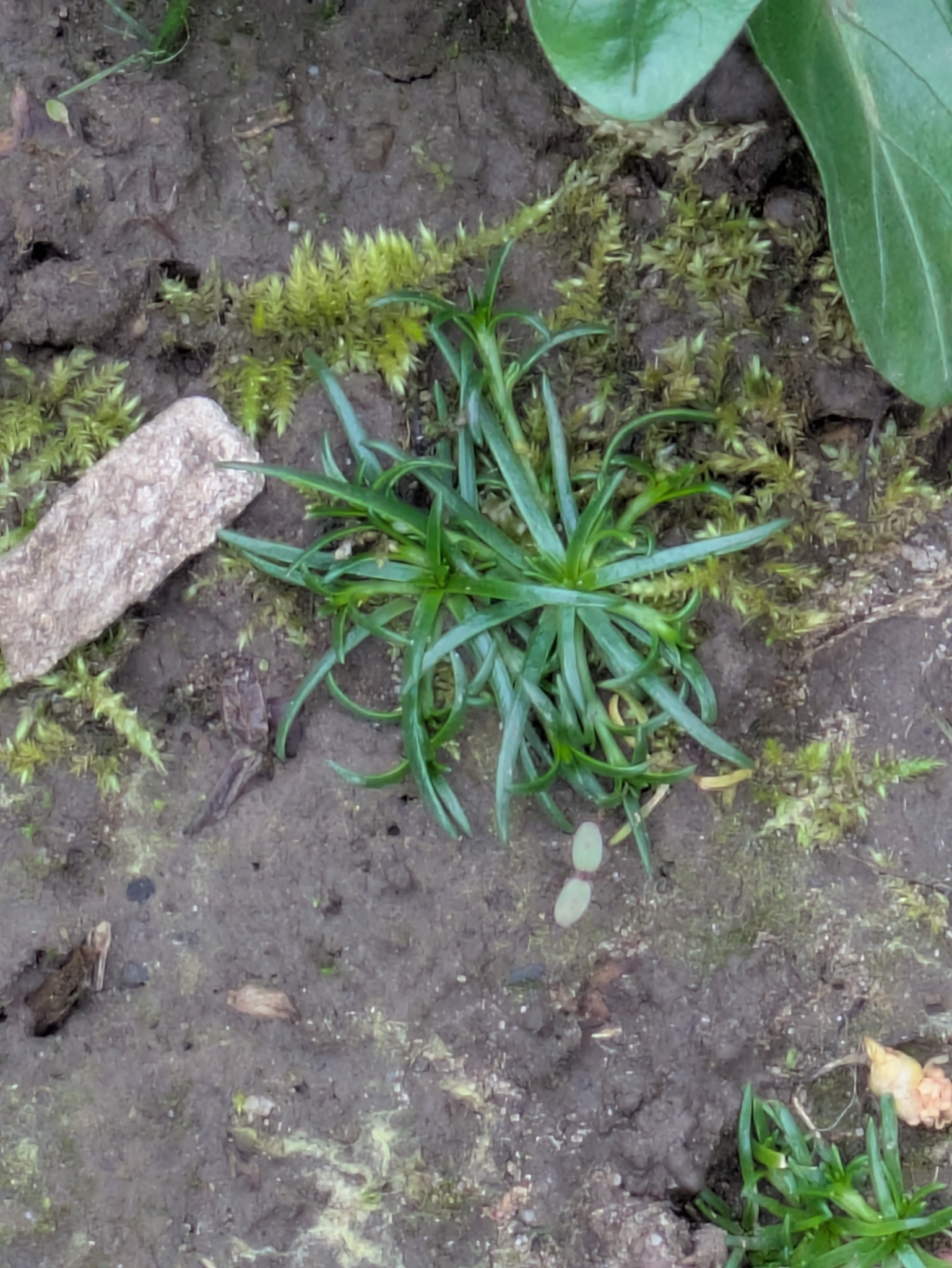 Procumbent Pearlwort (Sagina procumbens)