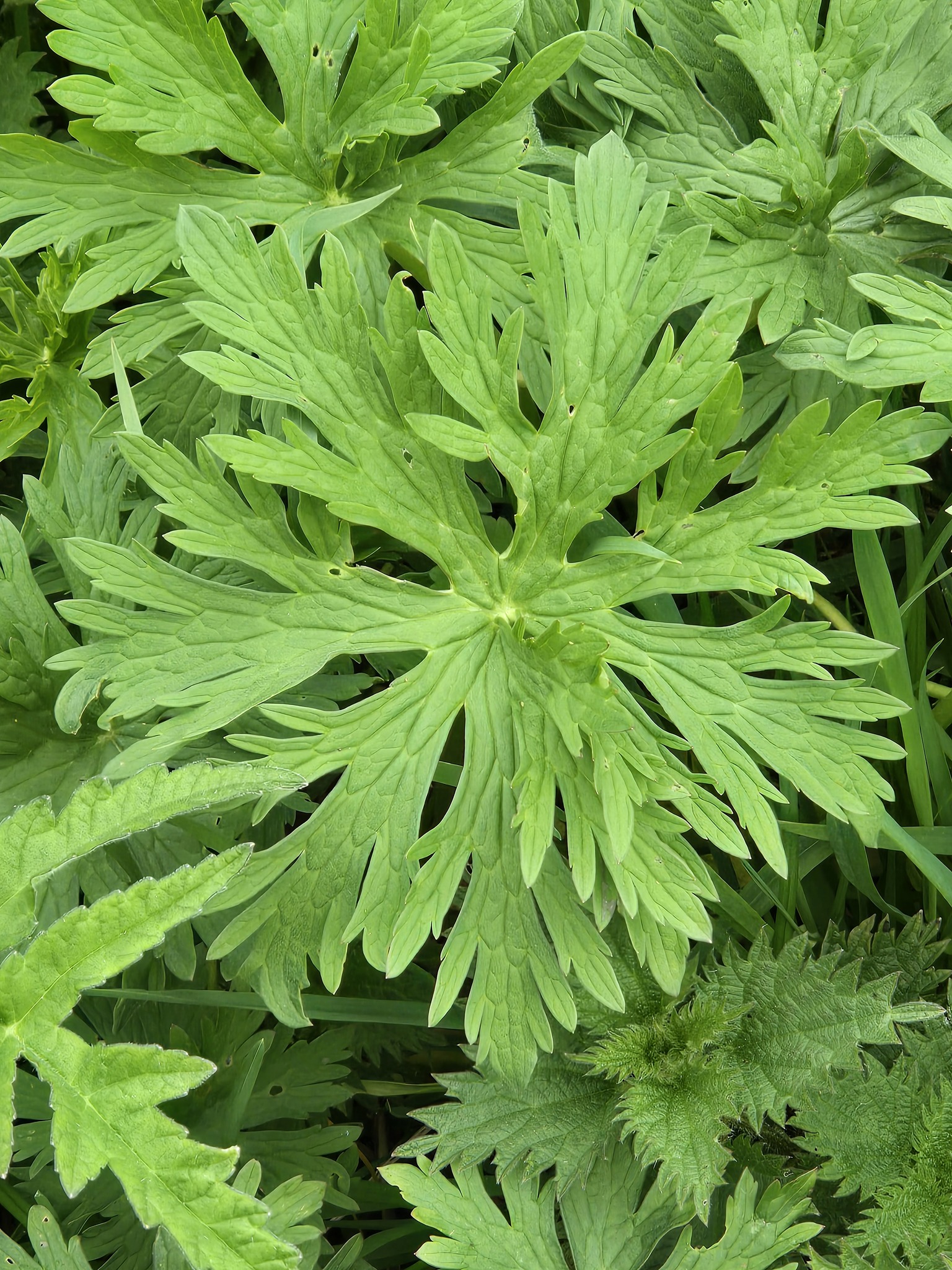 Meadow Crane's-Bill (Geranium pratense)