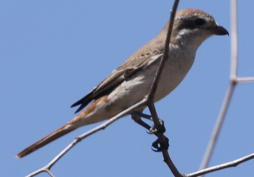 Isabelline Shrike