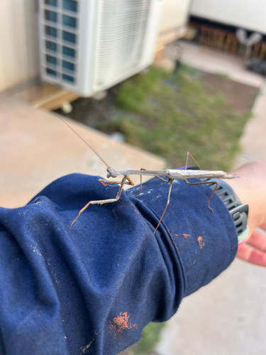 Archimantis quinquelobata