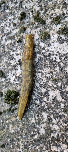 Limacus maculatus