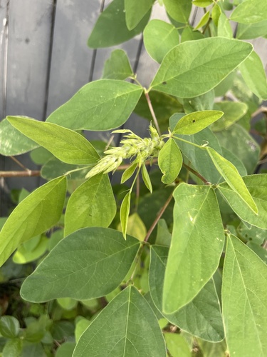 Dixie Ticktrefoil (Desmodium tortuosum)