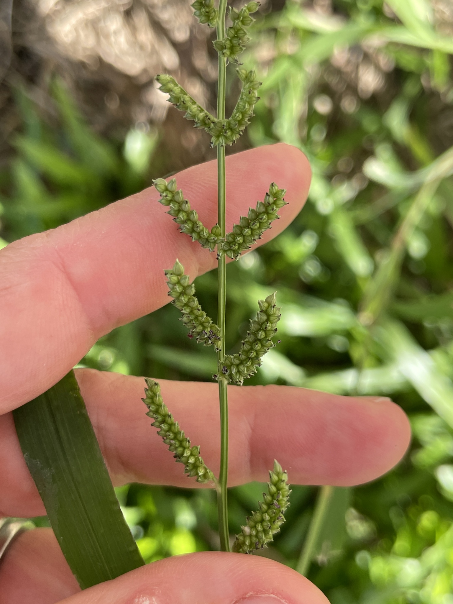 Jungle Rice (Echinochloa colona)